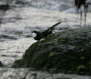 Dipper